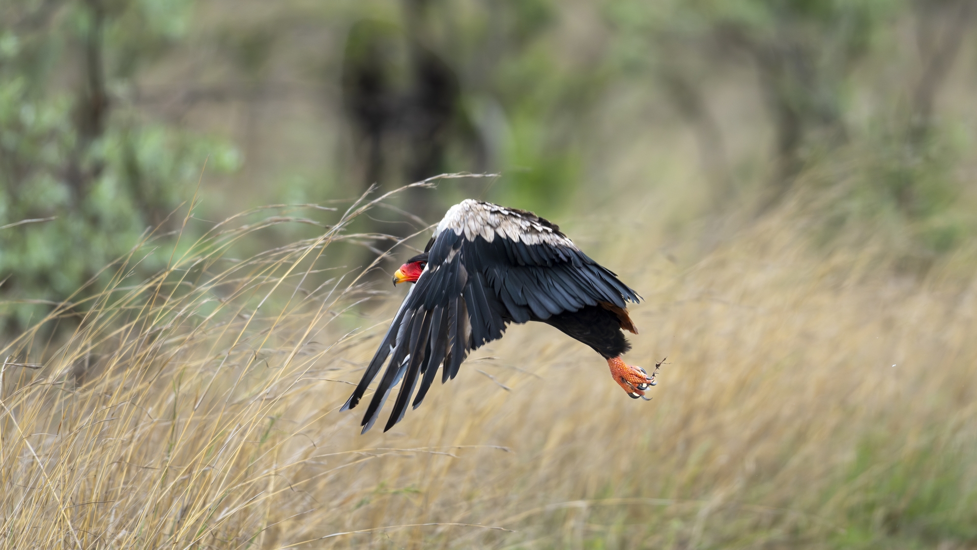 Kruger25 2025 10 30 11 17 39 ILCE 1M2 599